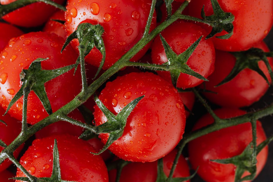The Surprising Antibacterial Power of Tomatoes