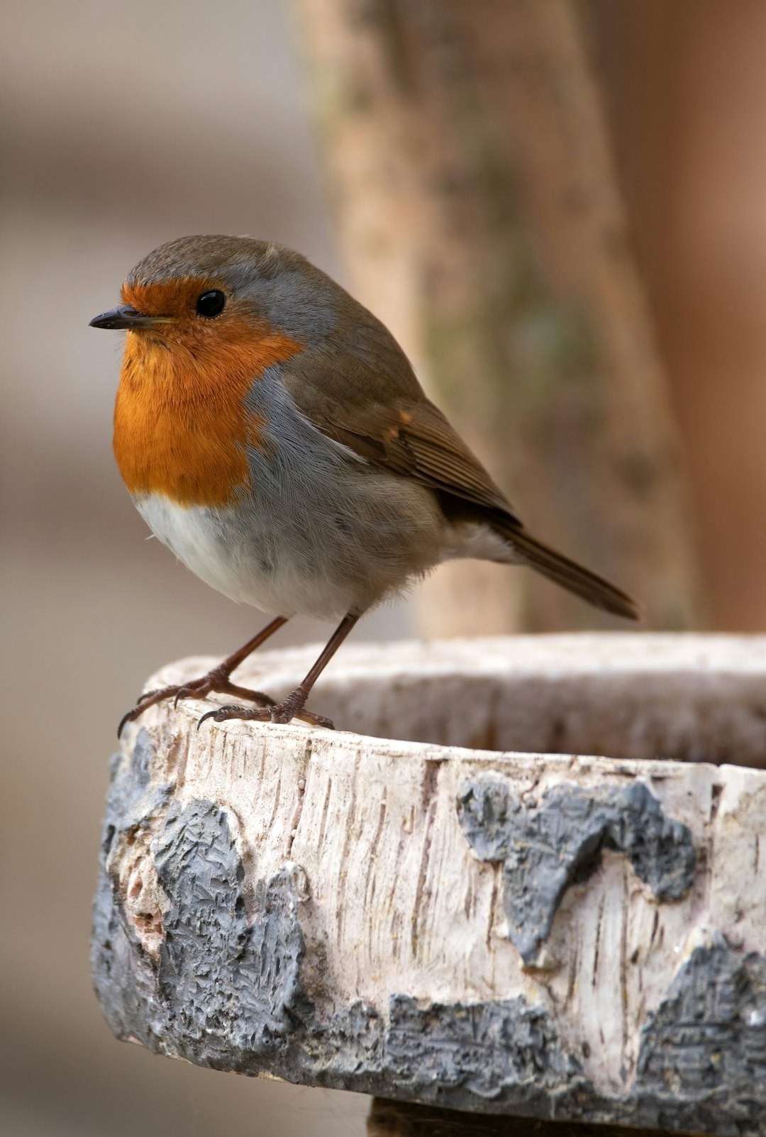새 모이통으로 연매출 150억을 달성한 Bird Buddy가 보여준 콘텐츠 마케팅의 힘